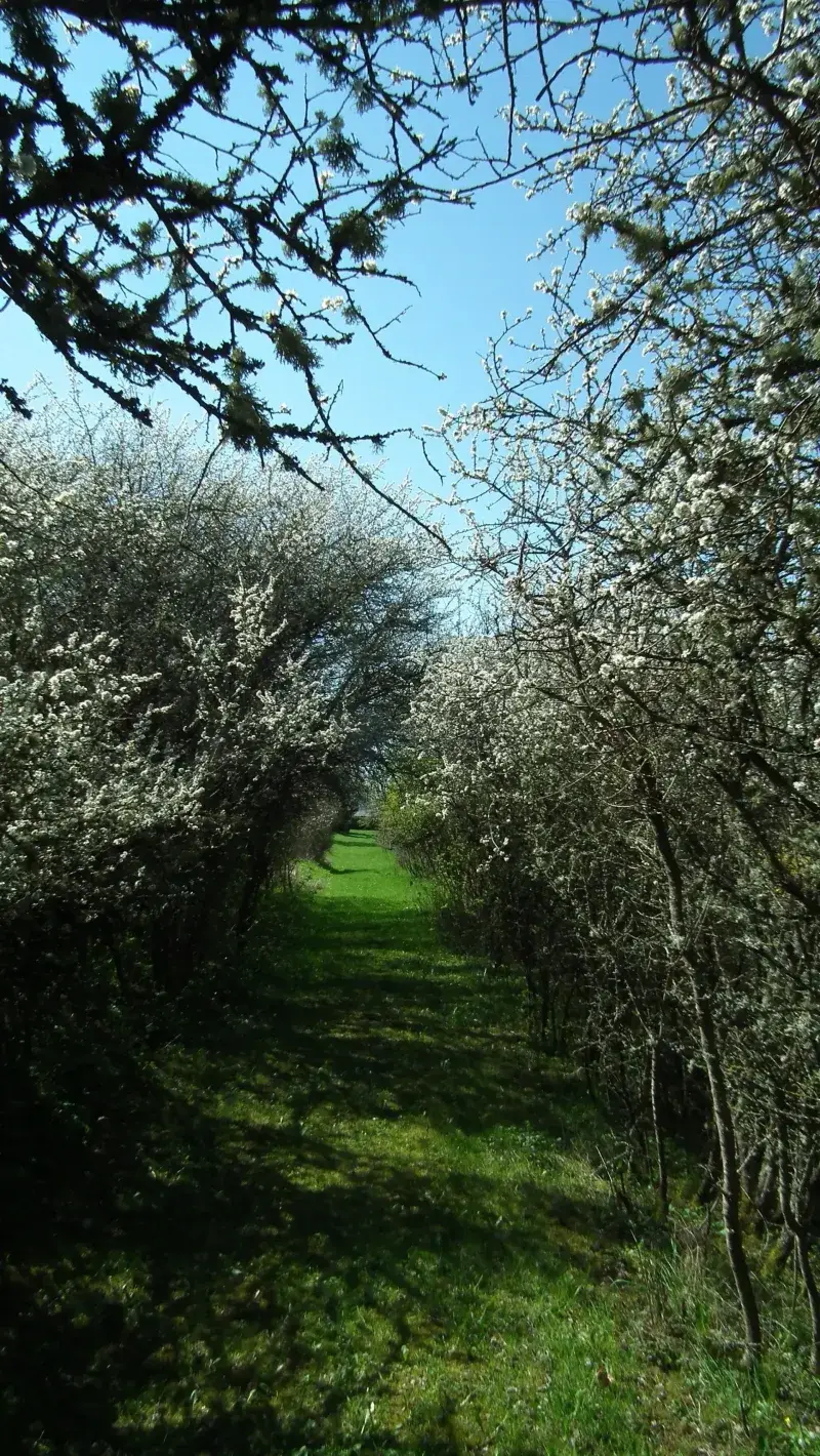 Devon-Route Radweg in der Vulkaneifel
